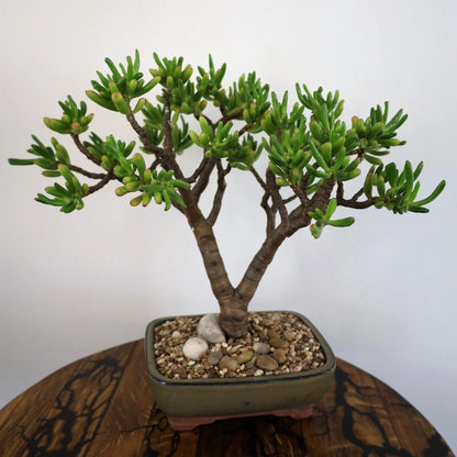 Succulent Bonsai "Branch out" (Gollum Jade) XLarge Pot
