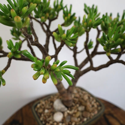 Succulent Bonsai "Branch out" (Gollum Jade) XLarge Pot