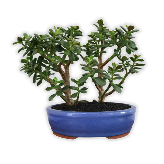 Succulent Bonsai "Branch Out" (Twin Jade) Large Pot