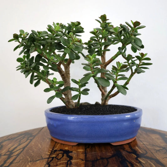 Succulent Bonsai "Branch Out" (Twin Jade) Large Pot