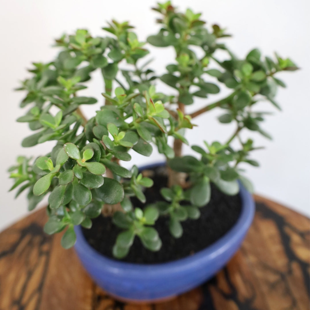 Succulent Bonsai "Branch Out" (Twin Jade) Large Pot