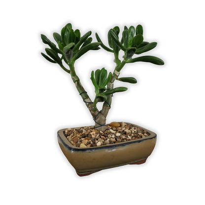 Succulent Bonsai "Branch Out" (Shreks Ear Jade) Large Pot