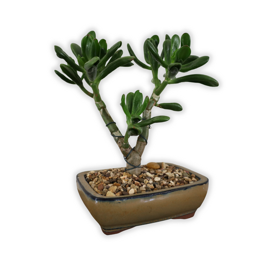Succulent Bonsai "Branch Out" (Shreks Ear Jade) Large Pot