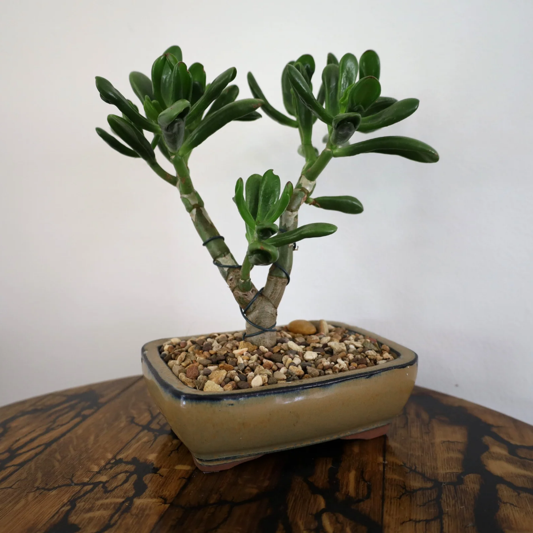 Succulent Bonsai "Branch Out" (Shreks Ear Jade) Large Pot