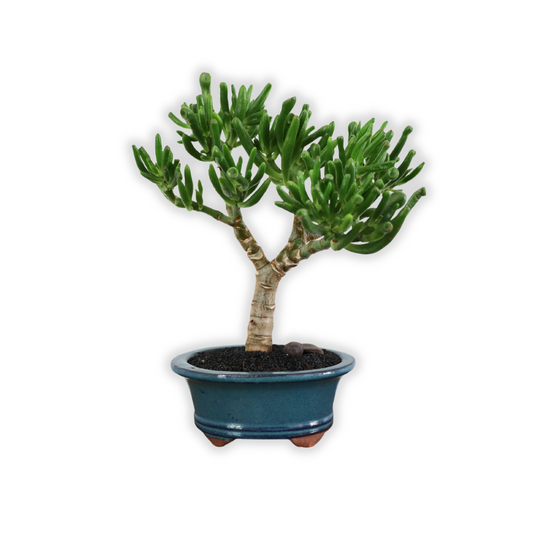 Succulent Bonsai "Branch Out" (Gollum Jade) Medium Pot