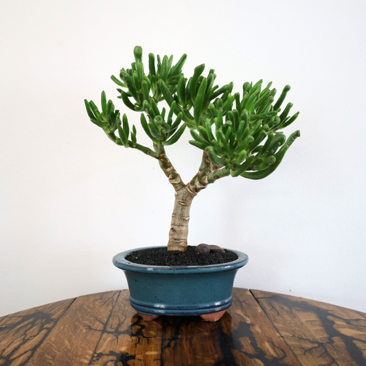 Succulent Bonsai "Branch Out" (Gollum Jade) Medium Pot