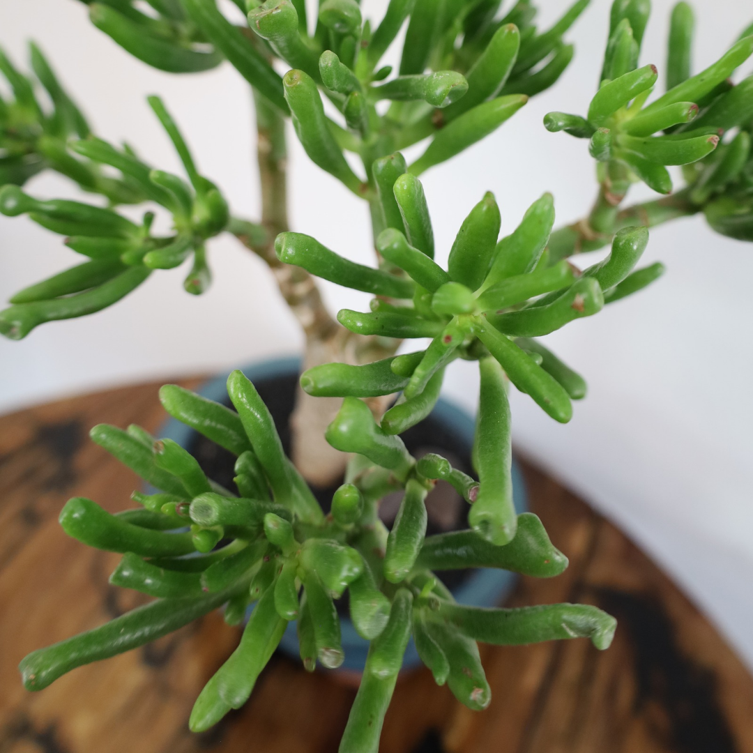 Succulent Bonsai "Branch Out" (Gollum Jade) Medium Pot
