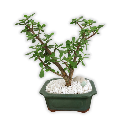 Succulent Bonsai "Branch Out" (Spekboom) Medium Pot