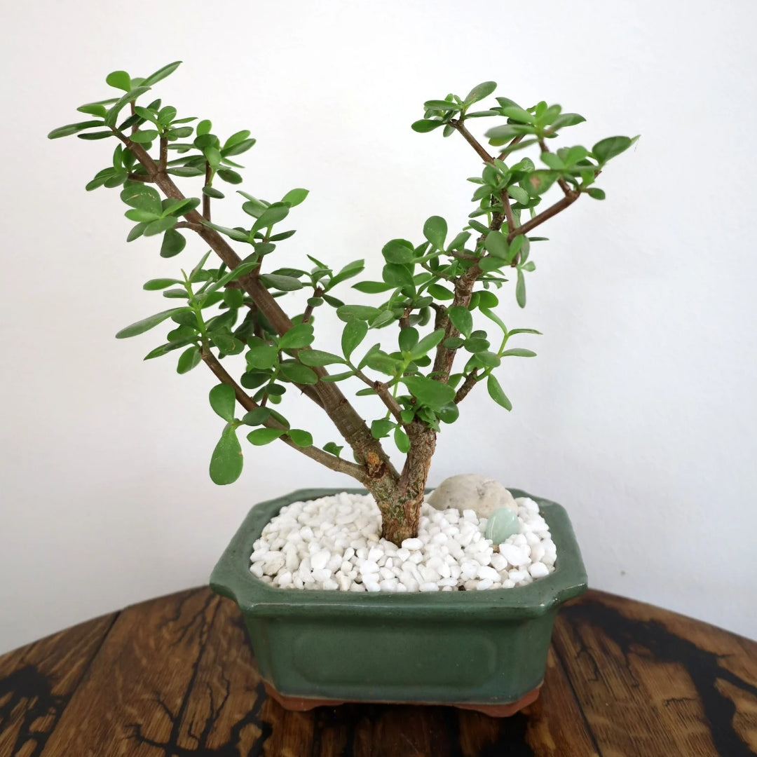 Succulent Bonsai "Branch Out" (Spekboom) Medium Pot