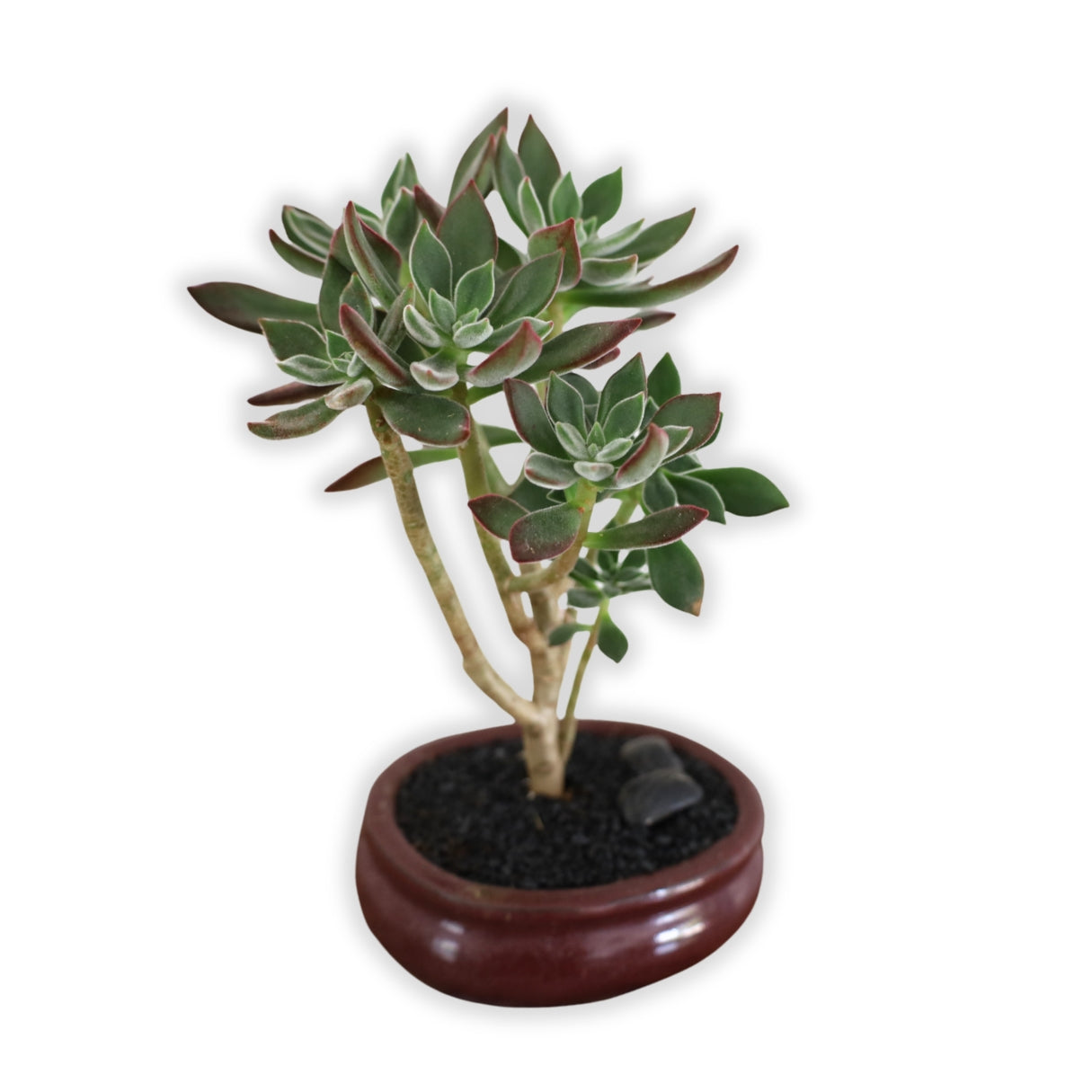 Succulent Bonsai "Branch Out" (Echeveria Devotion) Small Pot