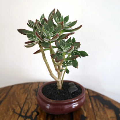 Succulent Bonsai "Branch Out" (Echeveria Devotion) Small Pot
