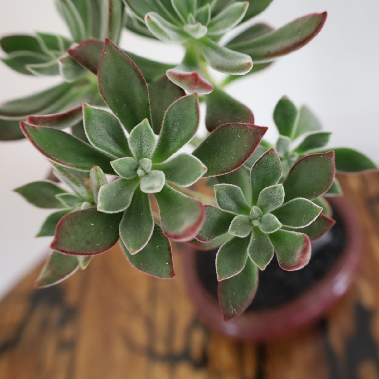 Succulent Bonsai "Branch Out" (Echeveria Devotion) Small Pot