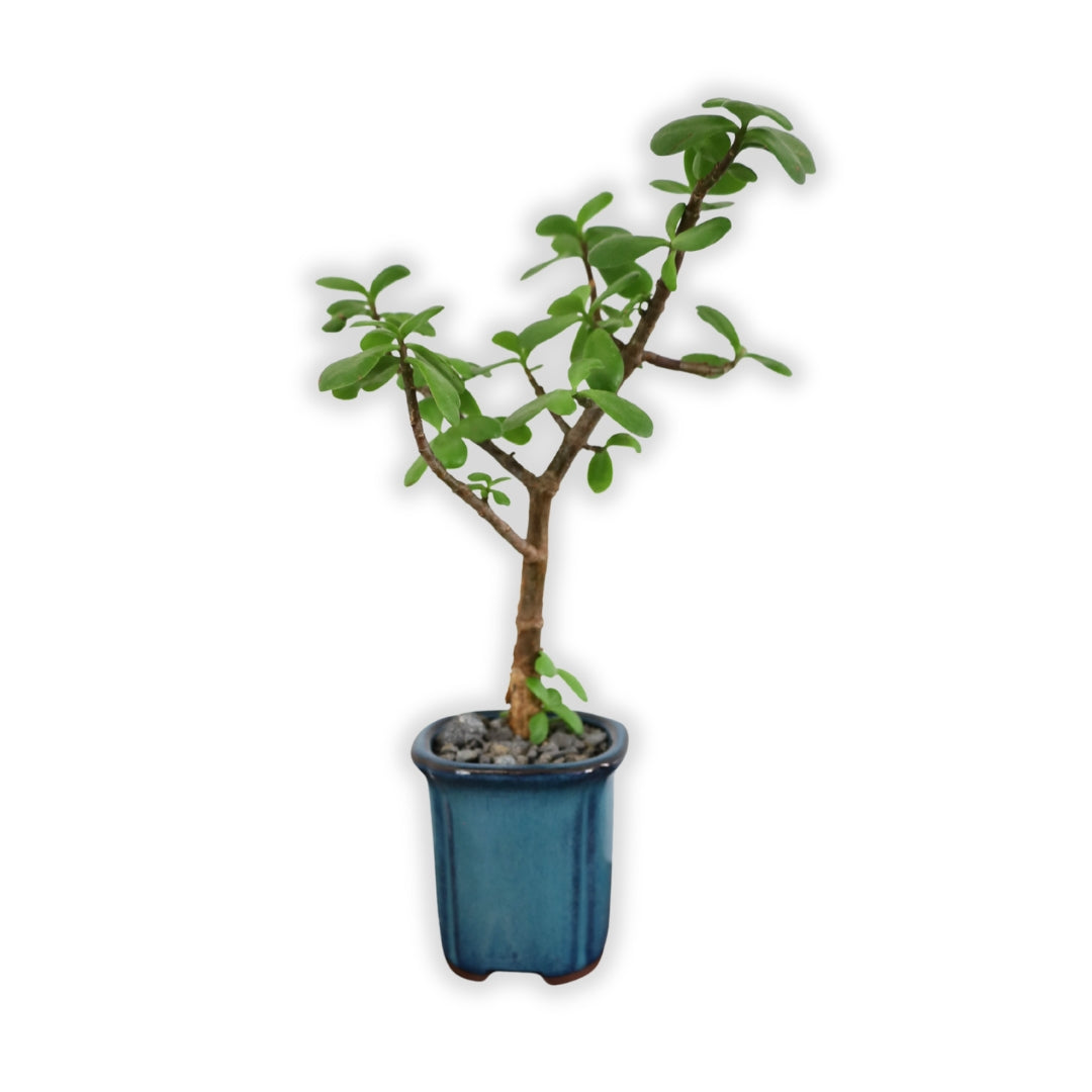 Succulent Bonsai "Branch Out" (Spekboom) Small Tall Pot