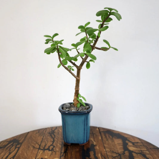 Succulent Bonsai "Branch Out" (Spekboom) Small Tall Pot