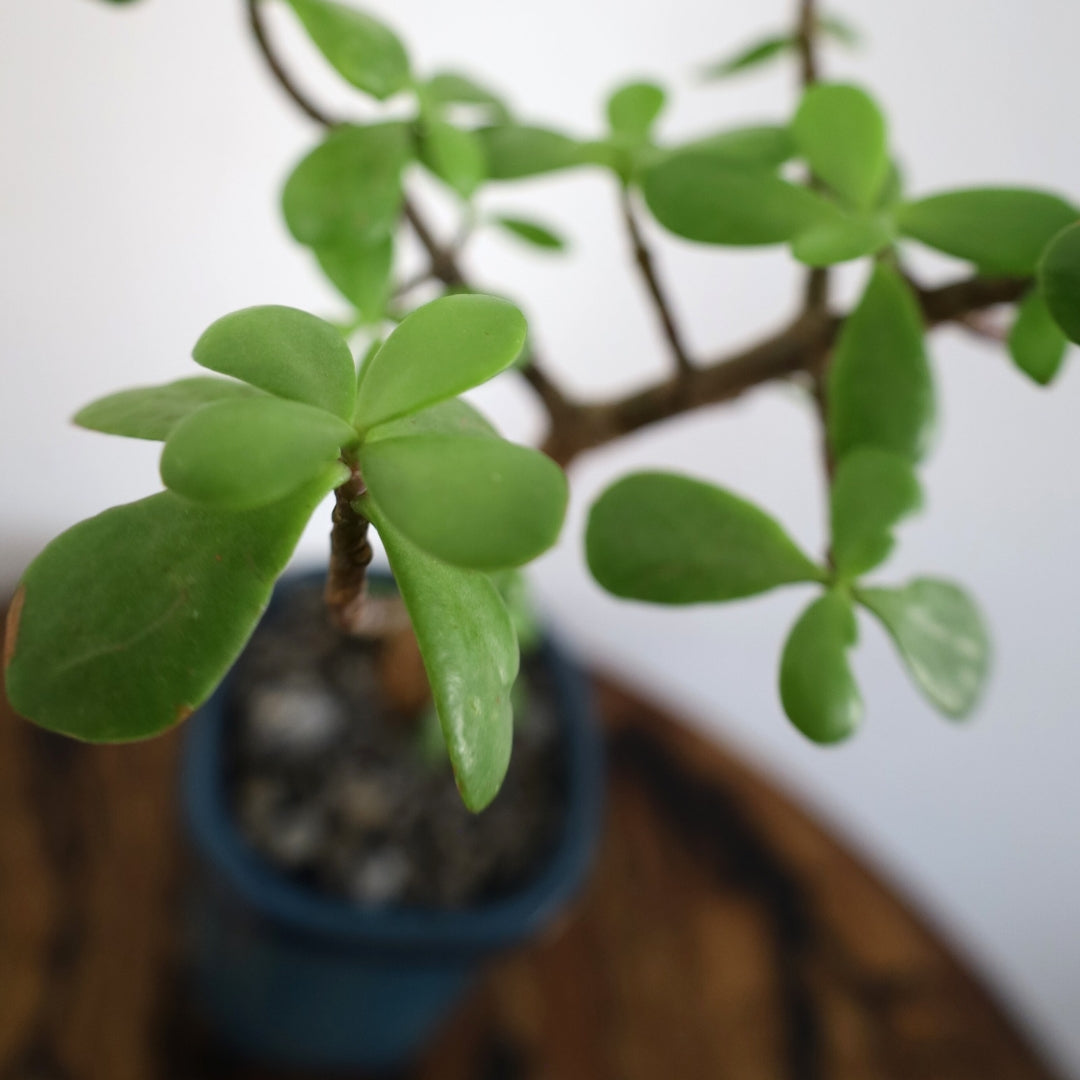 Succulent Bonsai "Branch Out" (Spekboom) Small Tall Pot