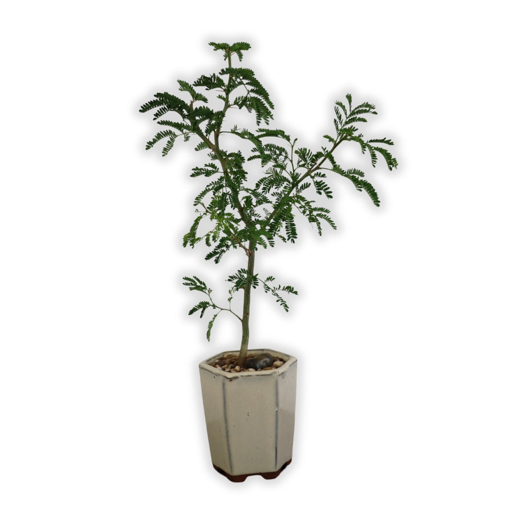 Acacia Bonsai "Branch Out" (Acacia) Small Tall Pot