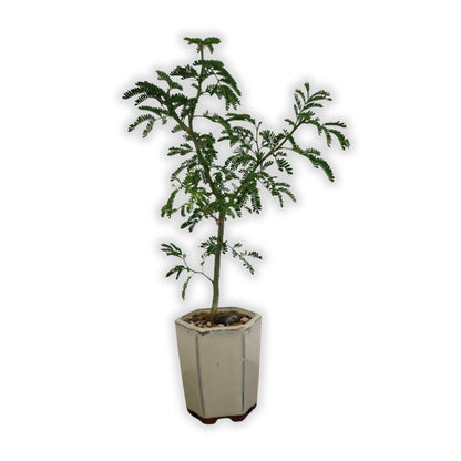 Acacia Bonsai "Branch Out" (Acacia) Small Tall Pot