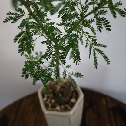 Acacia Bonsai "Branch Out" (Acacia) Small Tall Pot