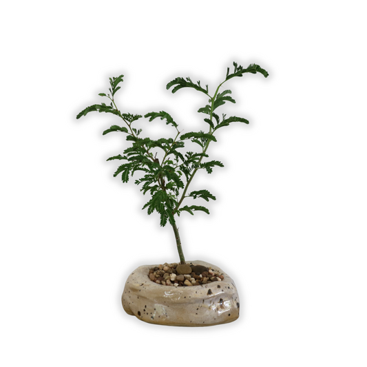 Acacia Bonsai "Branch Out" (Acacia) Meduim Custom Pot