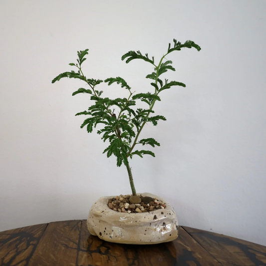 Acacia Bonsai "Branch Out" (Acacia) Meduim Custom Pot