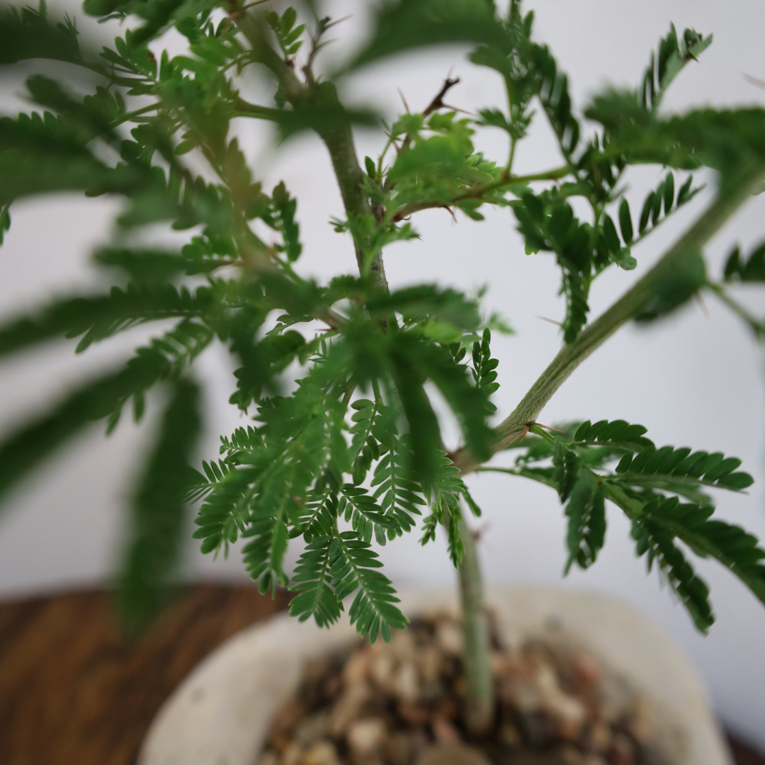 Acacia Bonsai "Branch Out" (Acacia) Meduim Custom Pot