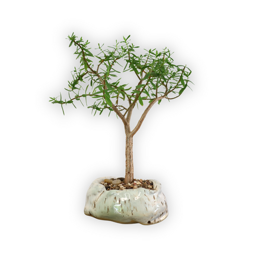 Succulent Bonsai "Branch Out" (Crassula Type Unknown) Medium Custom Pot