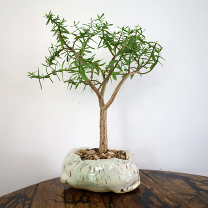 Succulent Bonsai "Branch Out" (Crassula Type Unknown) Medium Custom Pot