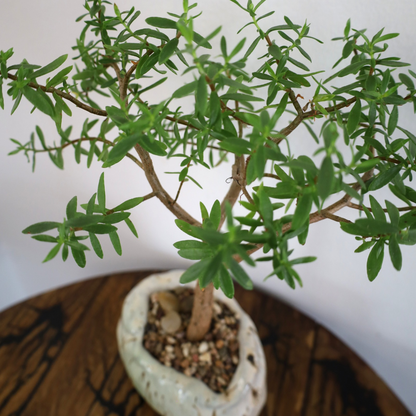 Succulent Bonsai "Branch Out" (Crassula Type Unknown) Medium Custom Pot