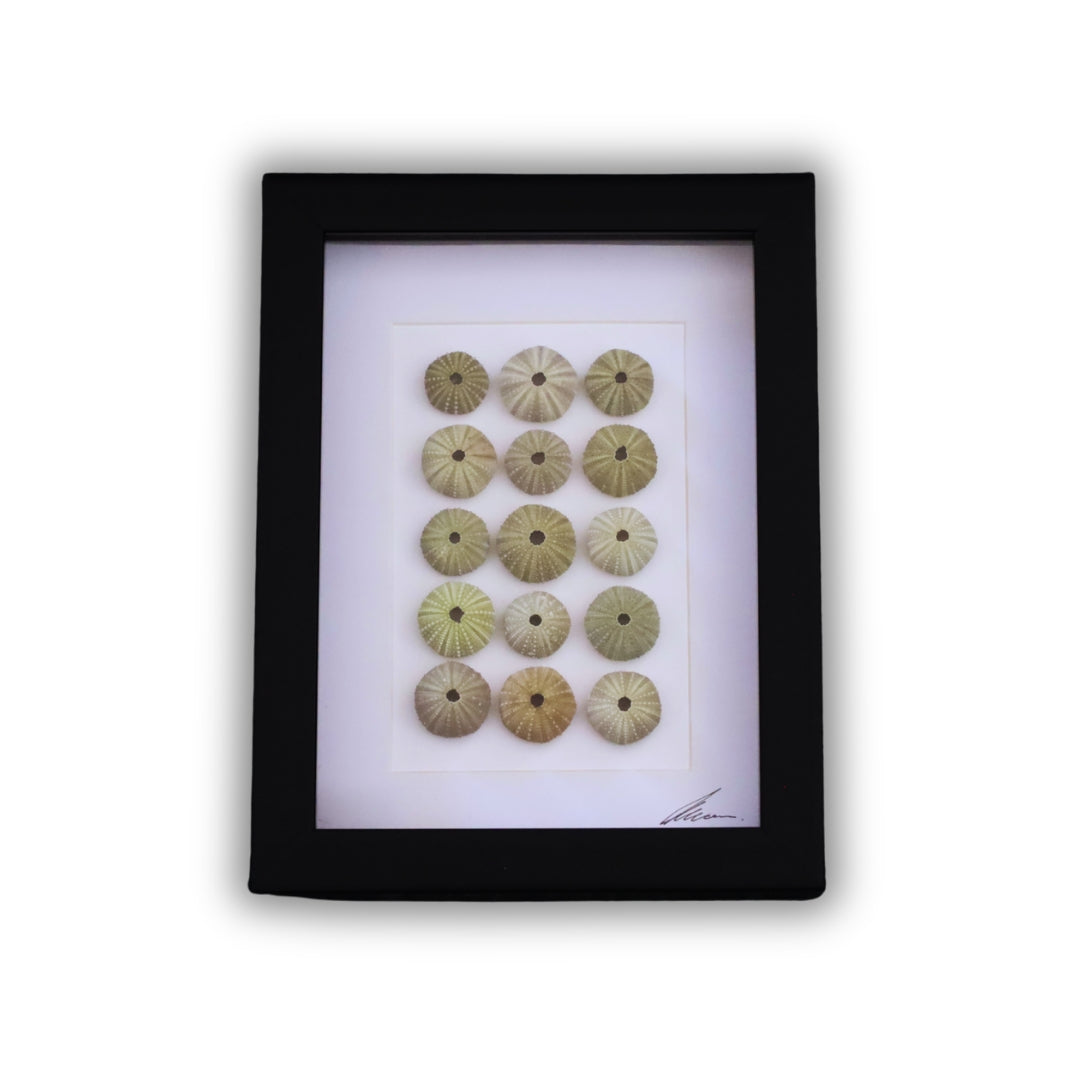 Medium Sea Urchin Collection "No Two Treasures Tell The Same Story" (A5 Black Shadow Box Frame, Vertical)