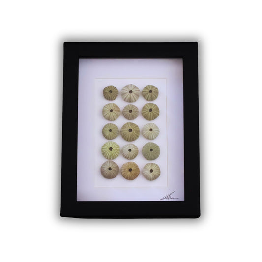 Medium Sea Urchin Collection "No Two Treasures Tell The Same Story" (A5 Black Shadow Box Frame, Vertical)