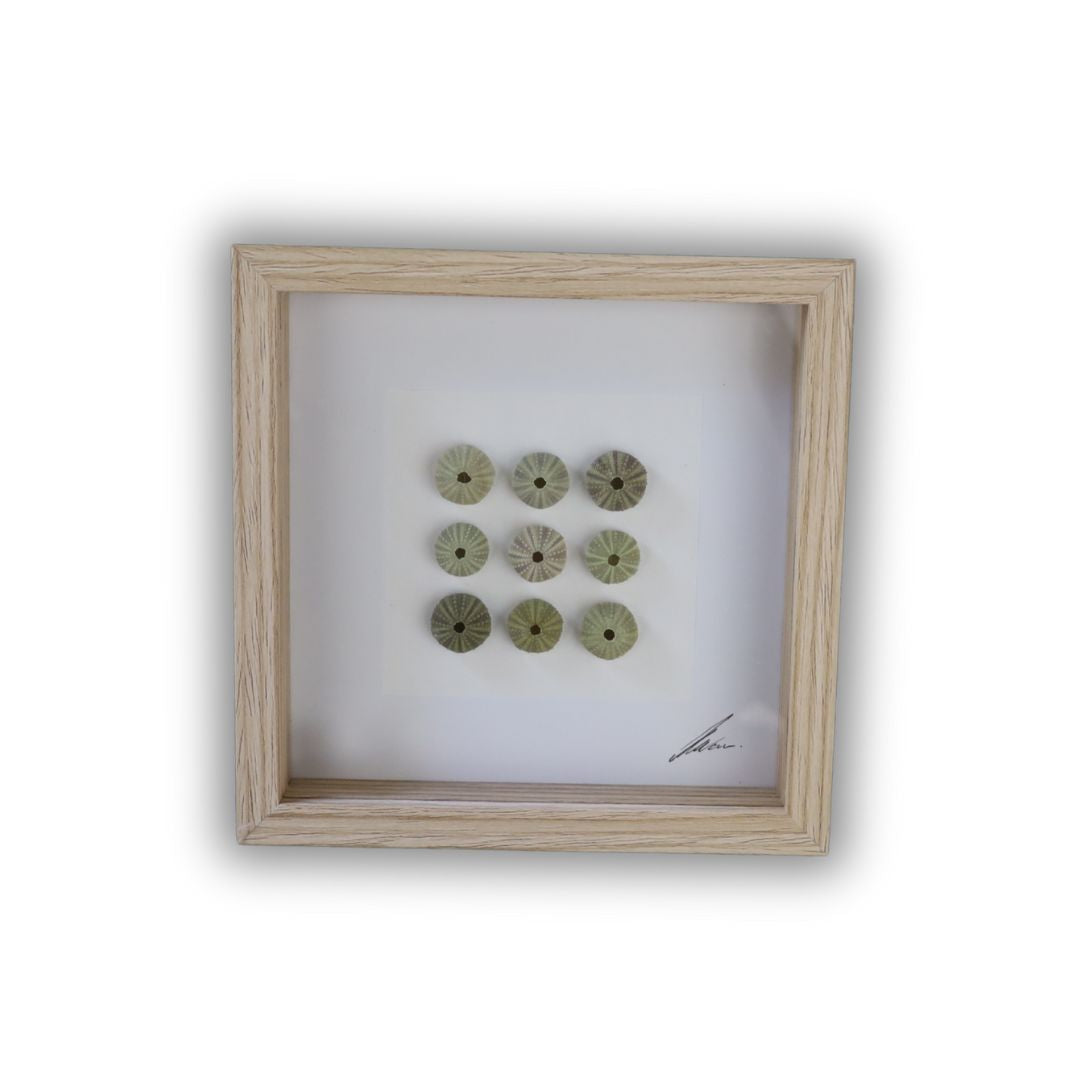 Medium Sea Urchin Collection "No Two Treasures Tell The Same Story" (17x17cm Tan Shadow Box Frame, Square)