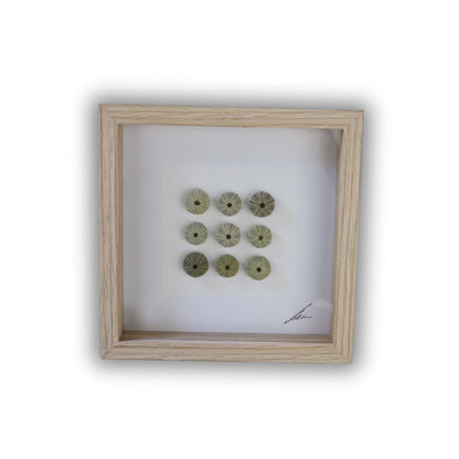 Medium Sea Urchin Collection "No Two Treasures Tell The Same Story" (17x17cm Tan Shadow Box Frame, Square)
