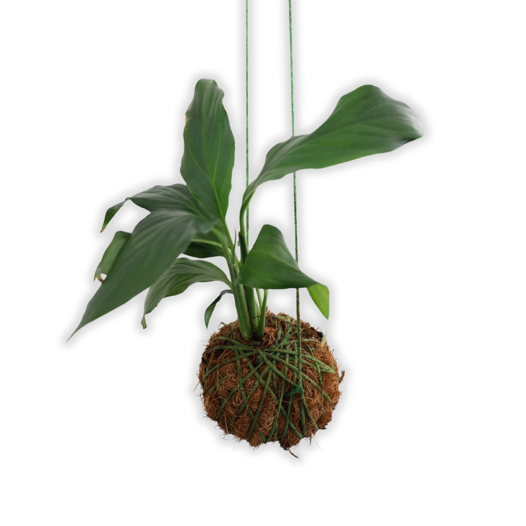 Kokedma "Poor Man's Bonsai" (Peace Lily)