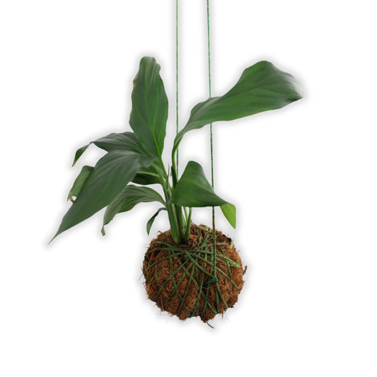 Kokedma "Poor Man's Bonsai" (Peace Lily)