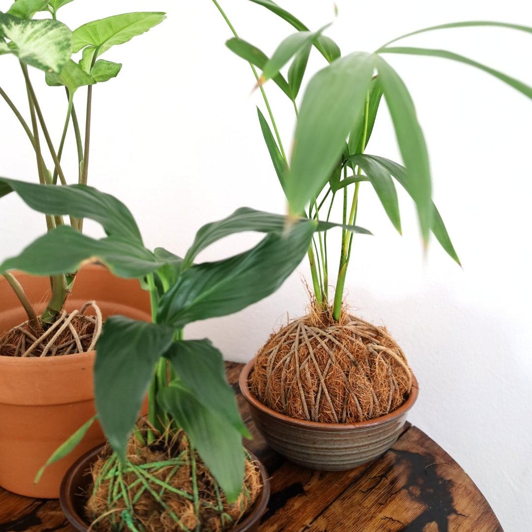 Kokedma "Poor Man's Bonsai" (Peace Lily)