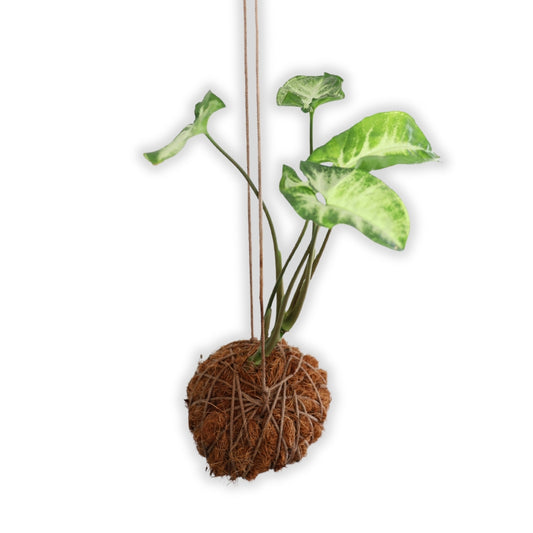 Kokedma "Poor Man's Bonsai" (Syngonium)