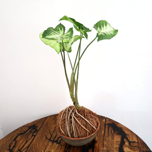 Kokedma "Poor Man's Bonsai" (Syngonium)