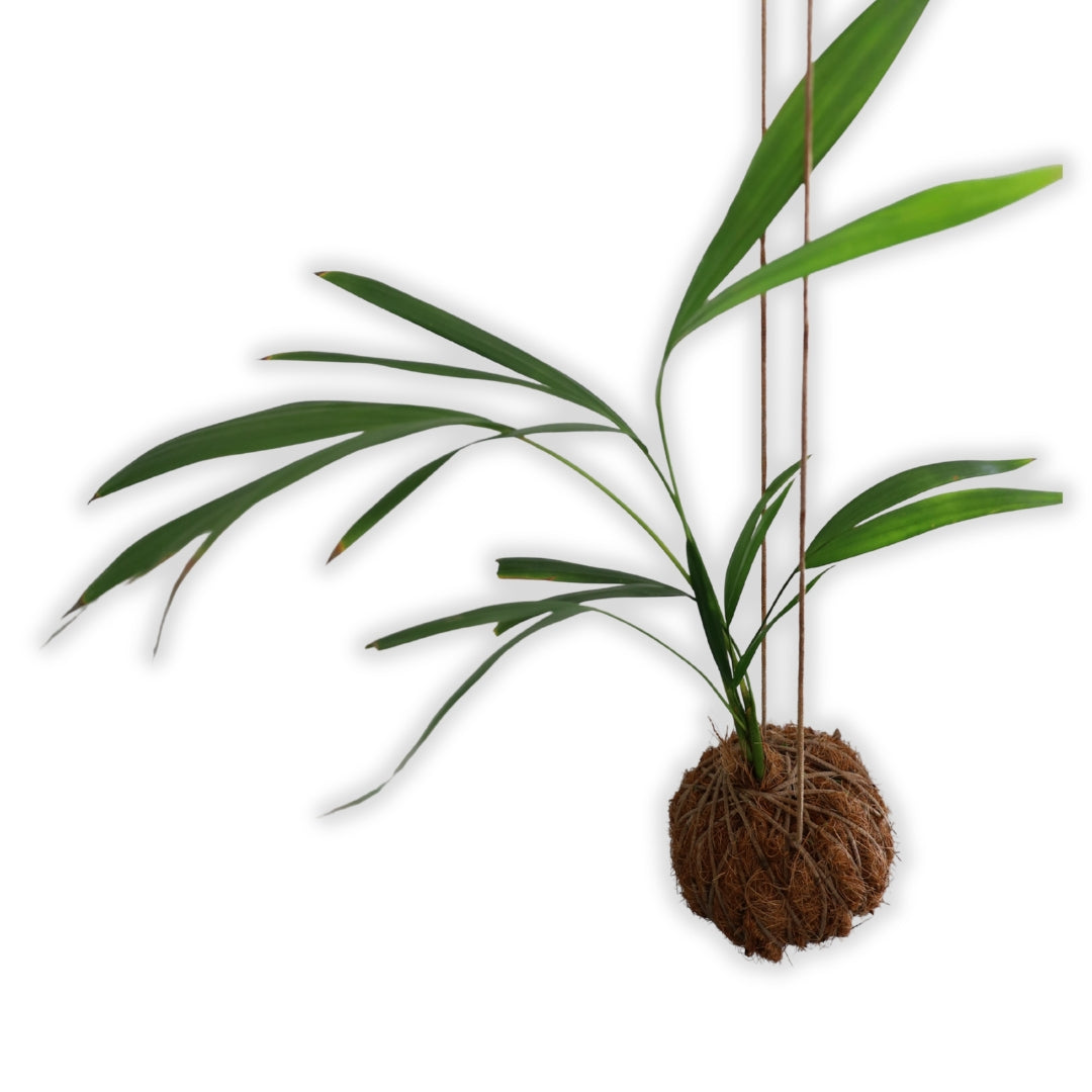 Kokedma "Poor Man's Bonsai" (Palm)
