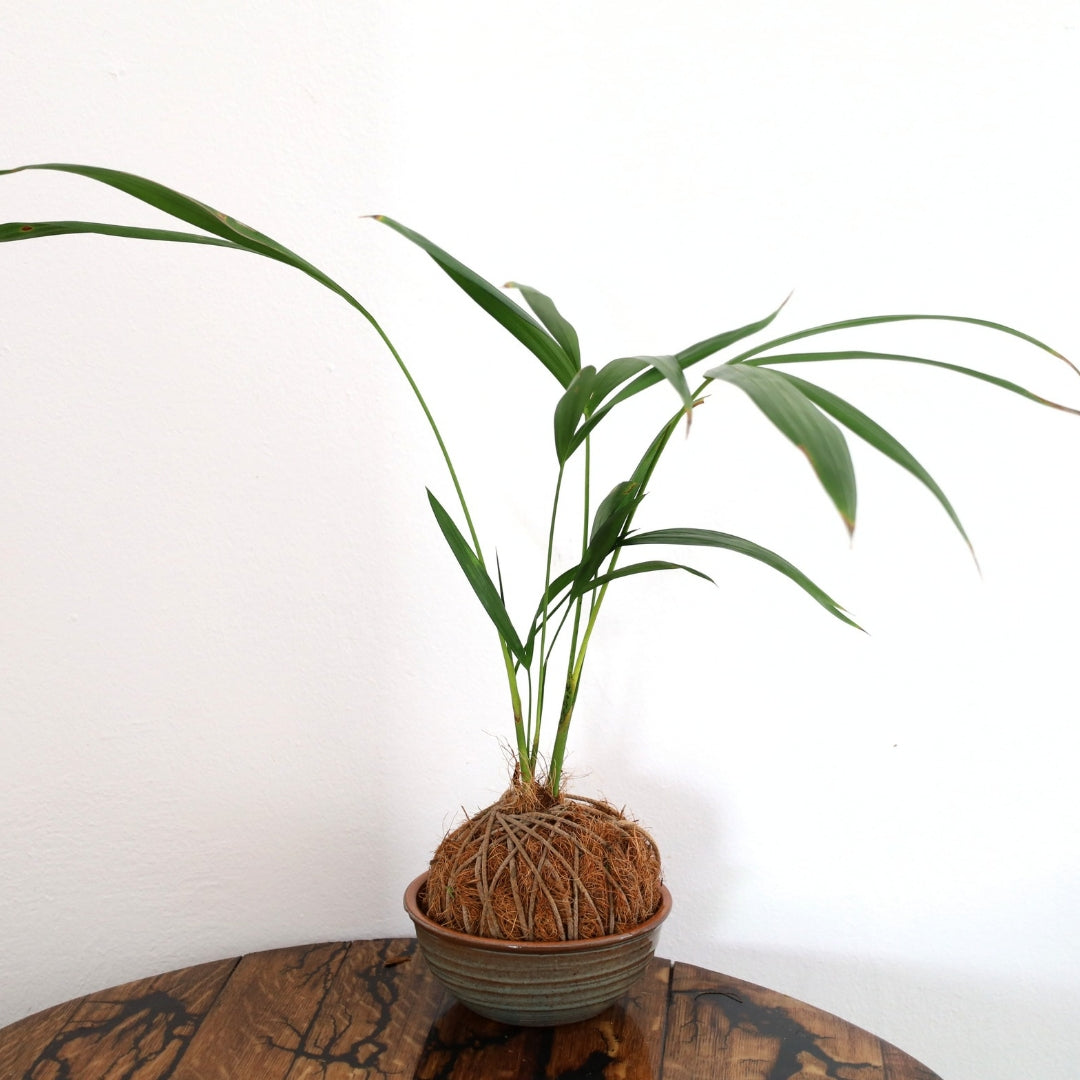 Kokedma "Poor Man's Bonsai" (Palm)