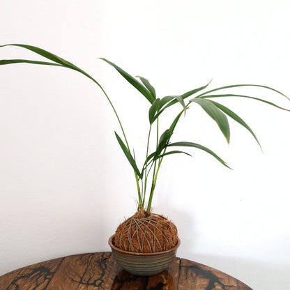 Kokedma "Poor Man's Bonsai" (Palm)