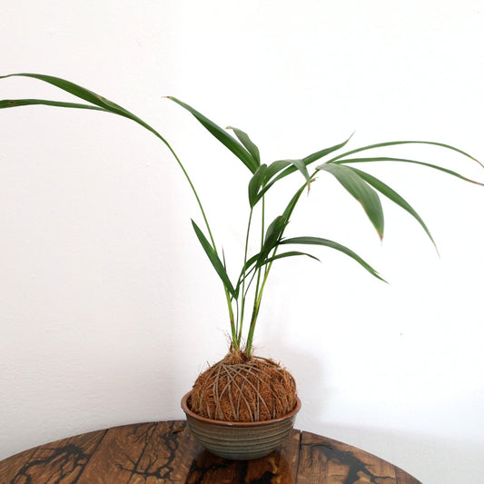 Kokedma "Poor Man's Bonsai" (Palm)